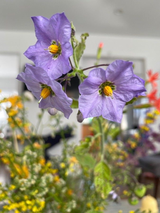 Solanum xanti flower