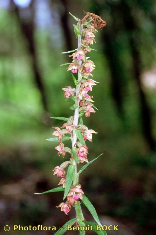 Epipactis atrorubens x Epipactis distans other