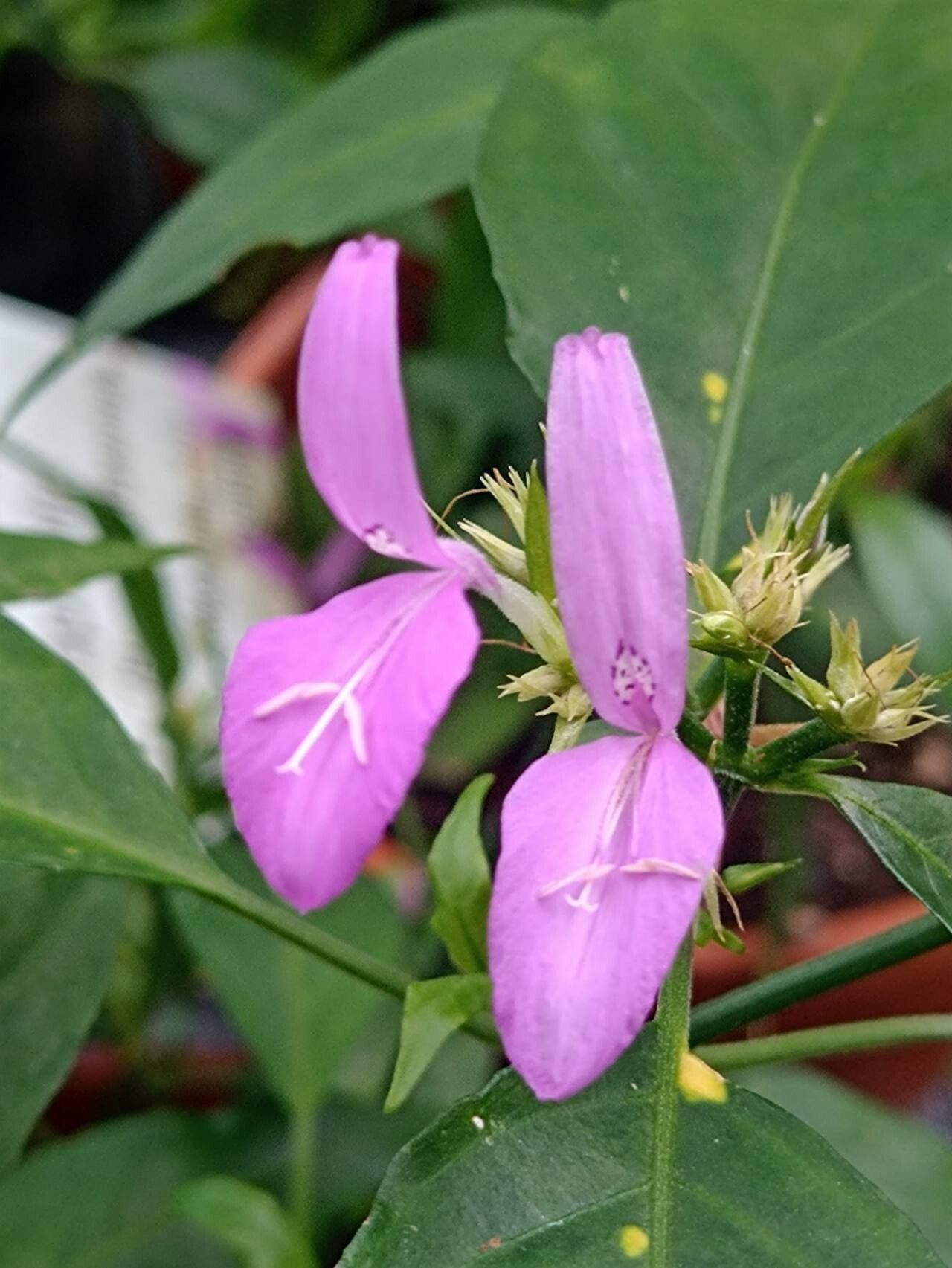 Dicliptera undulata flower