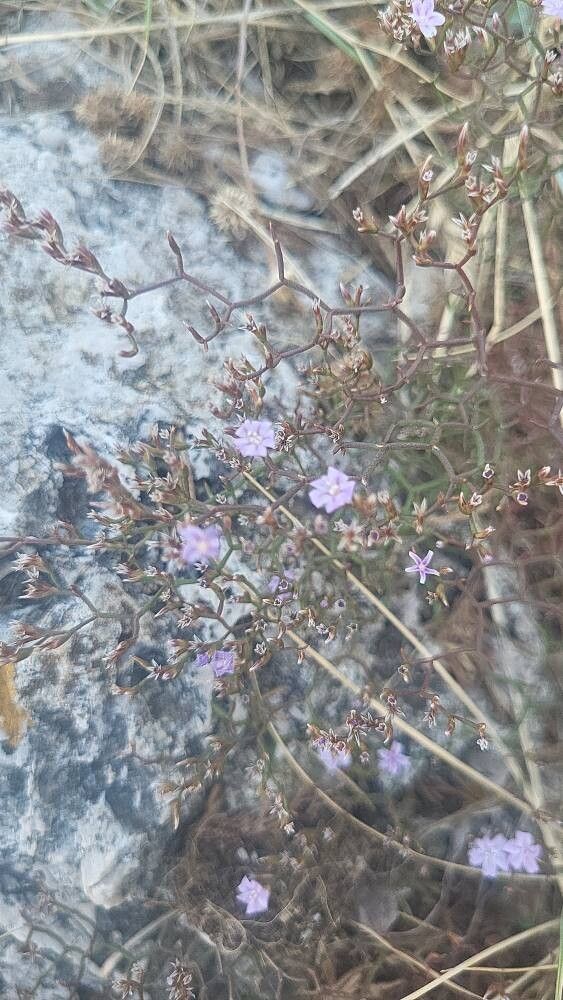 Limonium dictyophorum — houseplant care guide