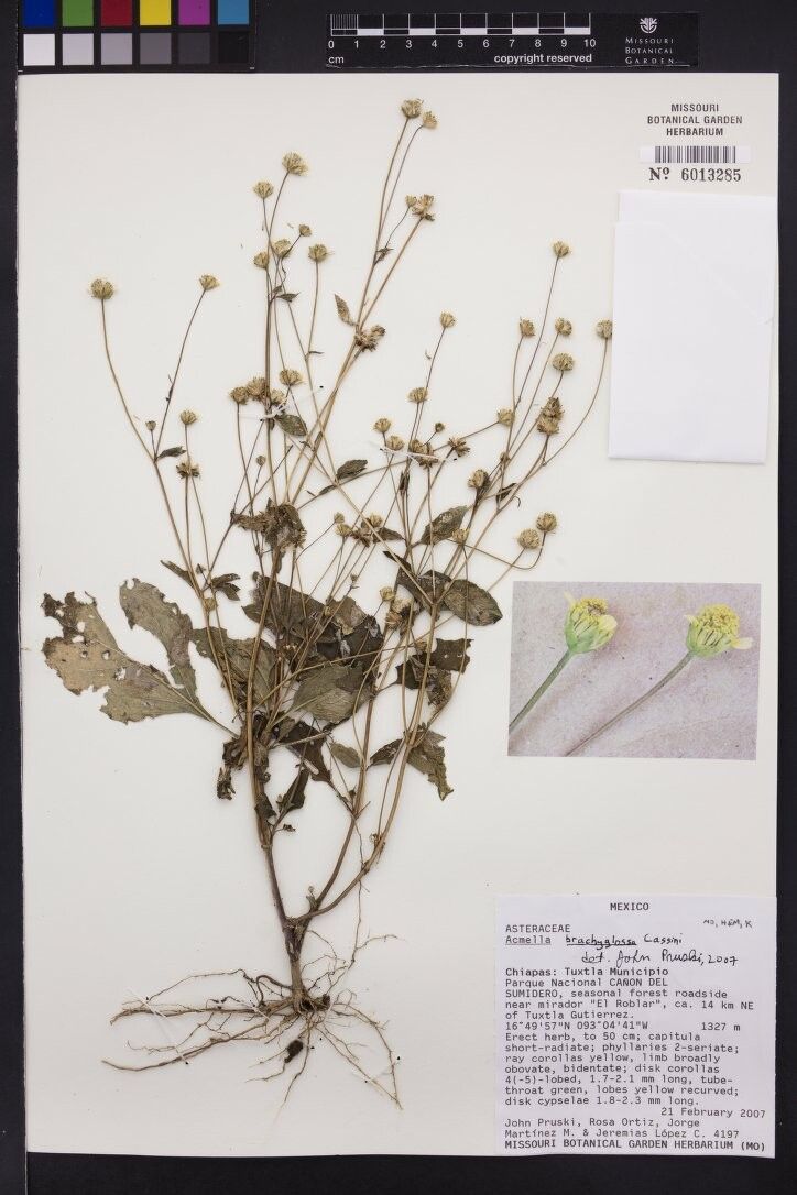 Acmella brachyglossa other