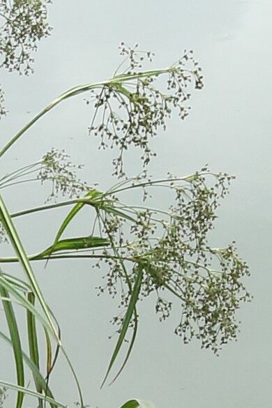 Scirpus sylvaticus fruit