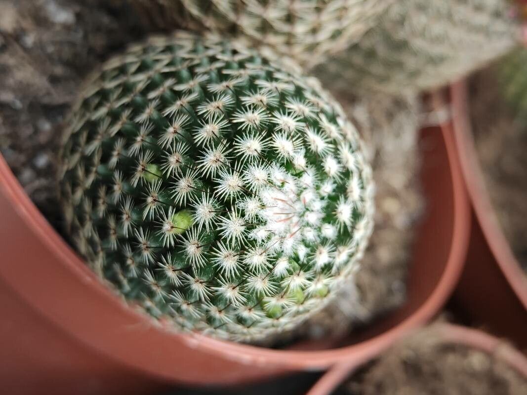 Mammillaria multidigitata bark