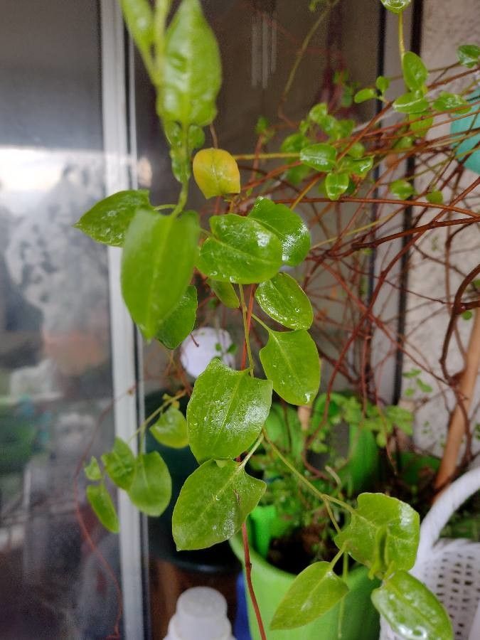 Muehlenbeckia hastulata — search result for 'Muehlenbeckia'