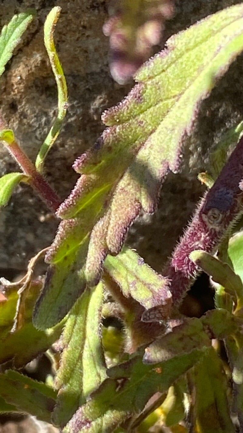 Odontites hollianus — houseplant care guide