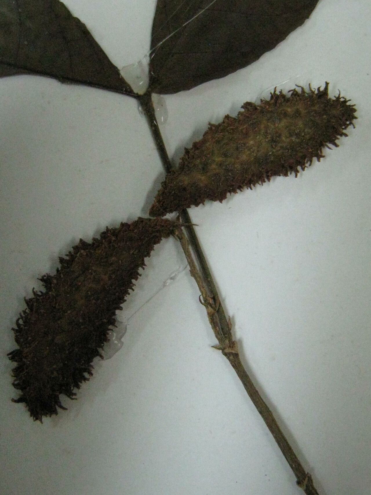 Tabernaemontana heterophylla — search result for 'Tabernaemontana'