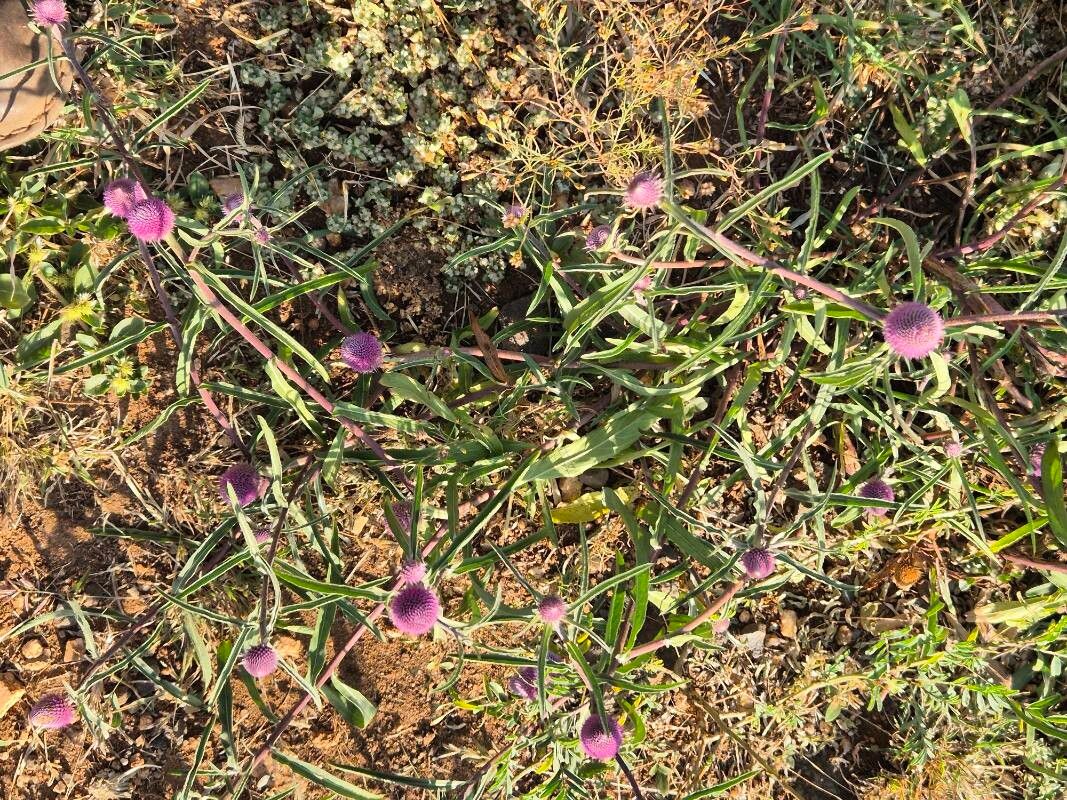 Sphaeranthus kirkii flower