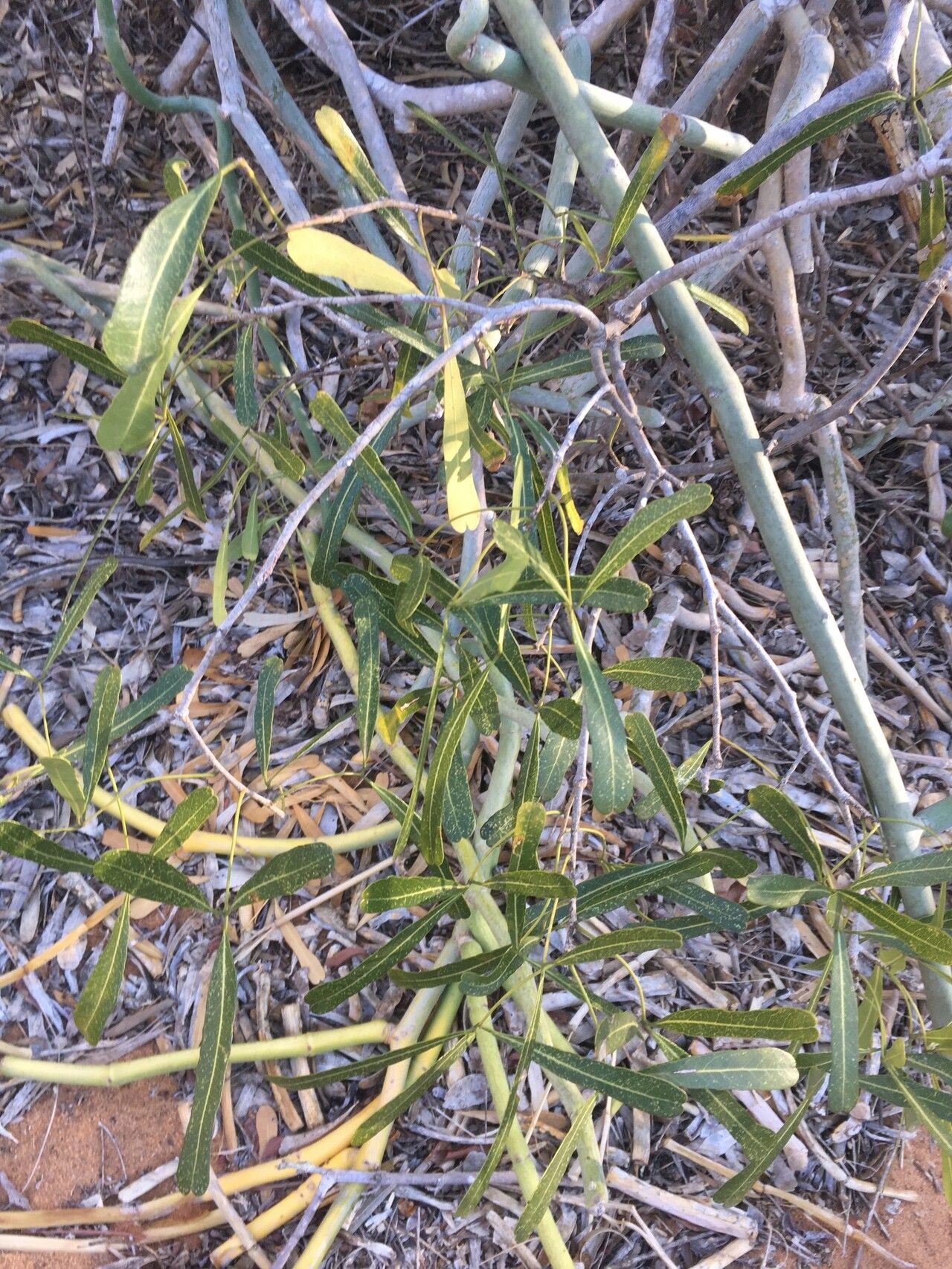 Boscia madagascariensis — houseplant care guide