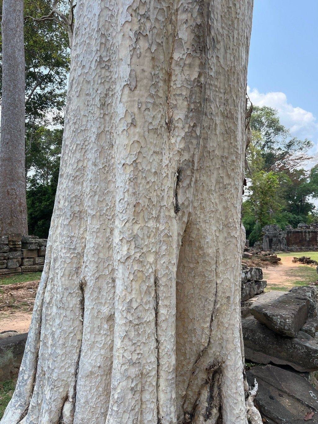 Lagerstroemia calyculata bark