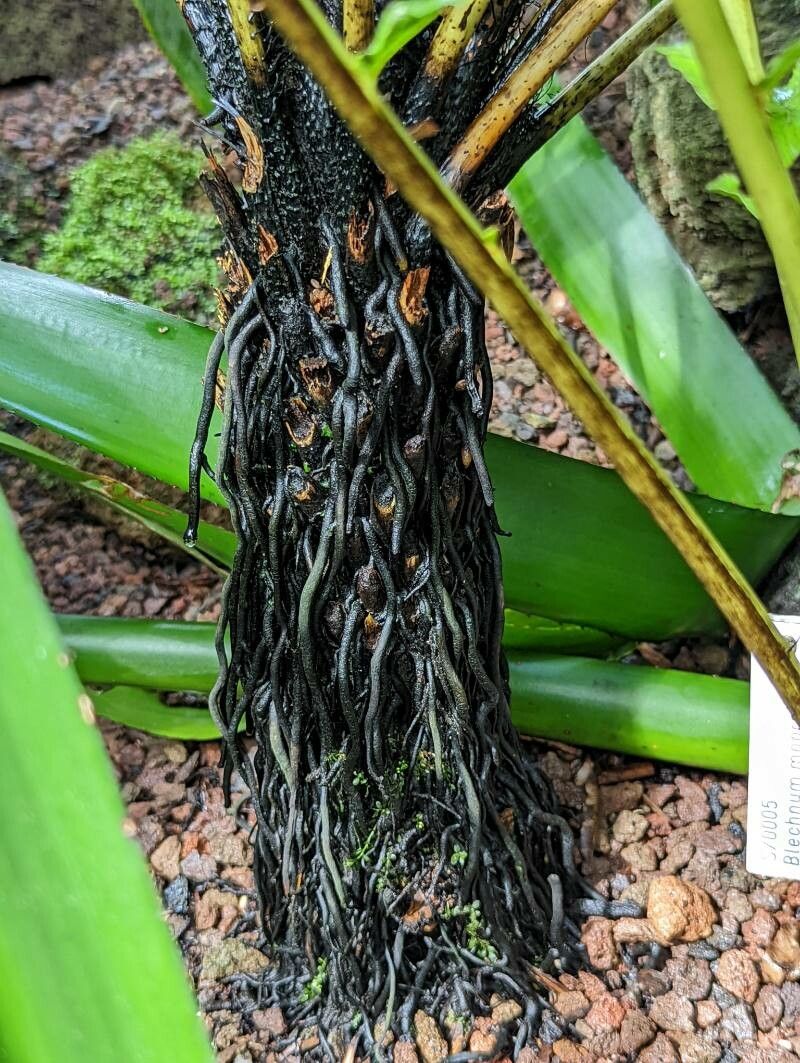 Blechnum moorei bark