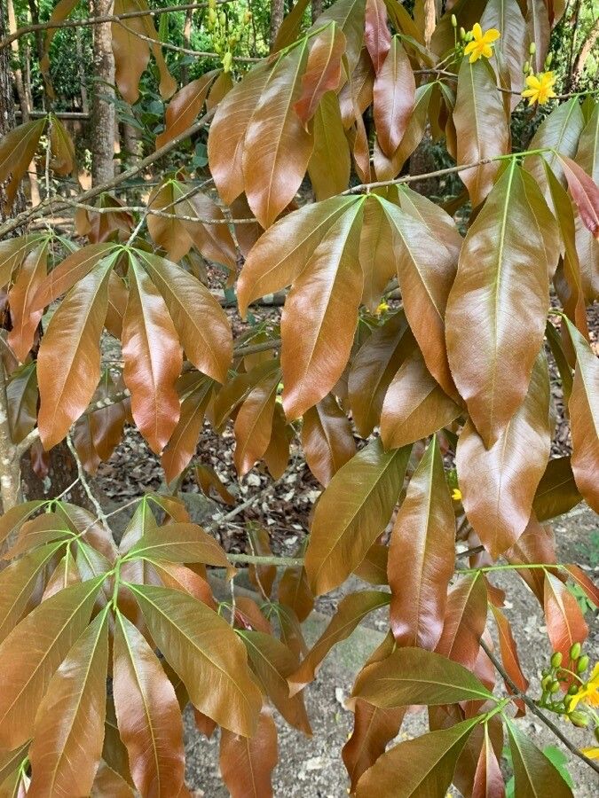 Ochna integerrima — search result for 'Cambodia'