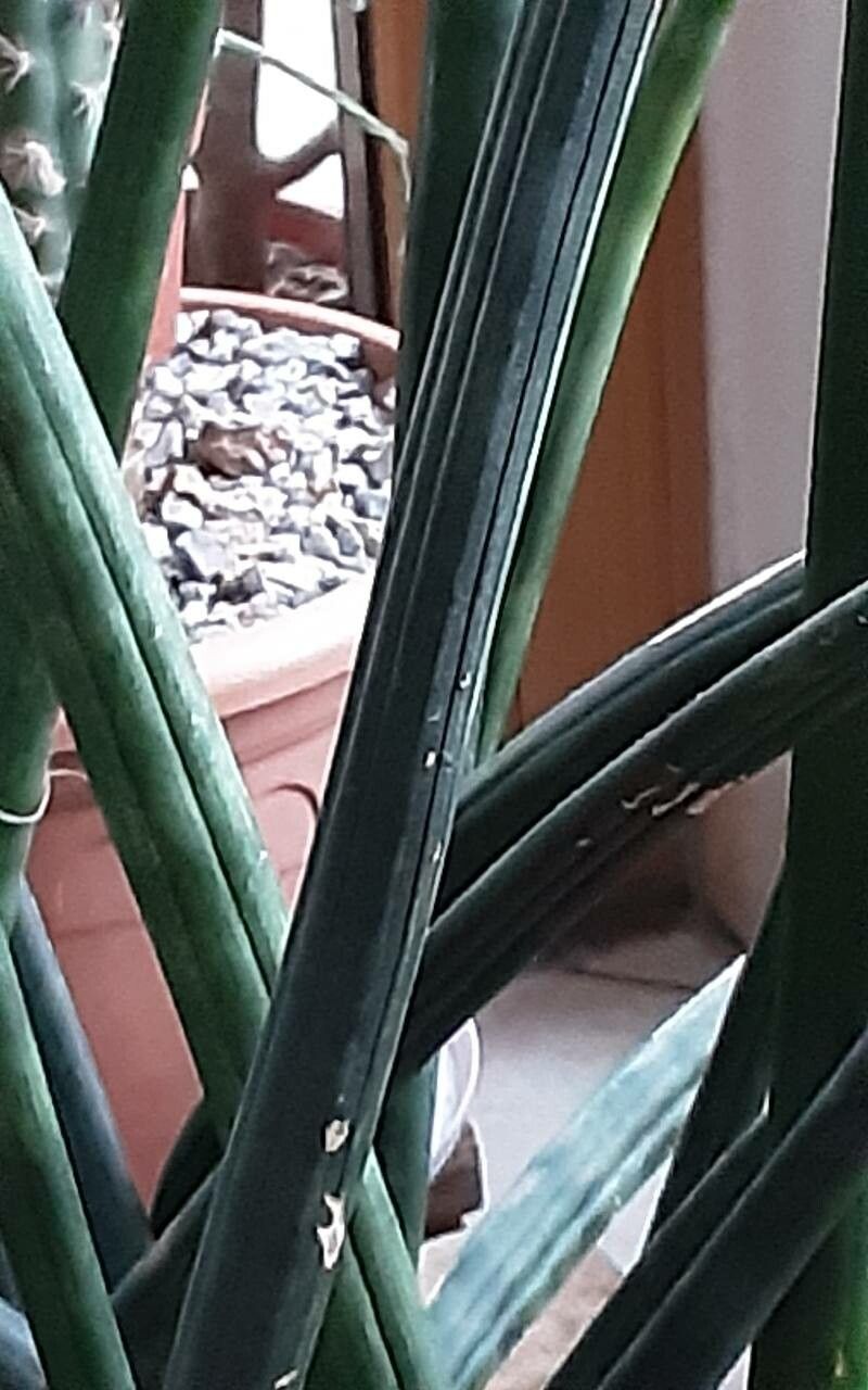 Dracaena pearsonii leaf