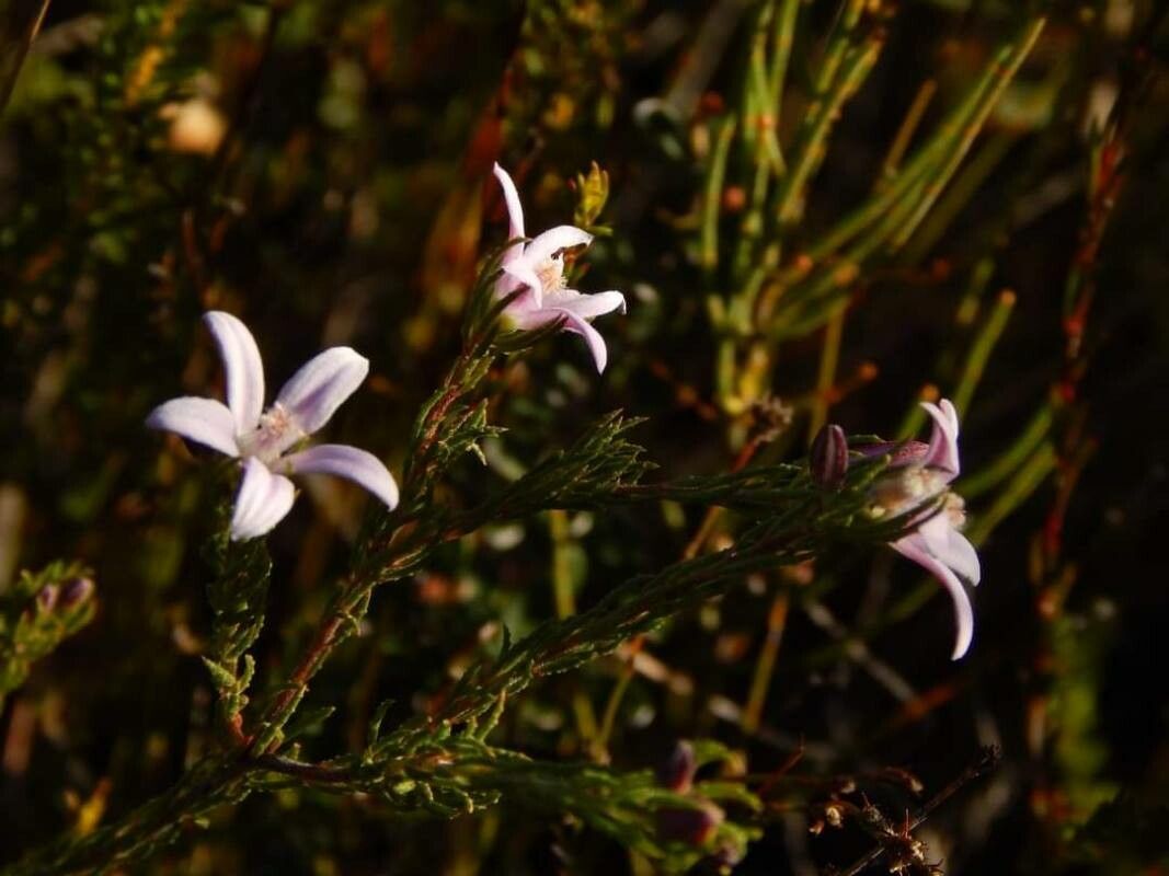 Philotheca salsolifolia flower
