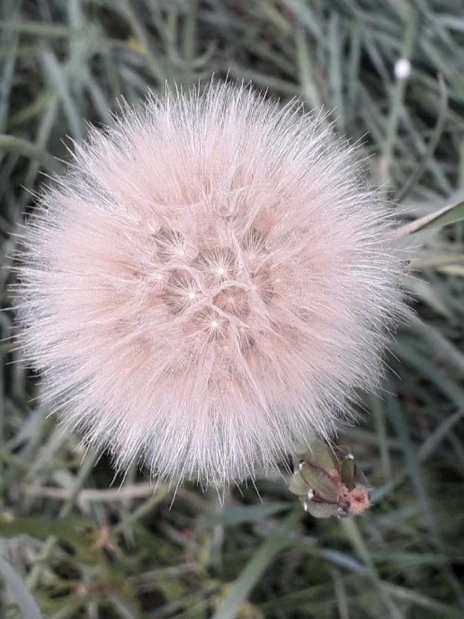 Urospermum dalechampii fruit