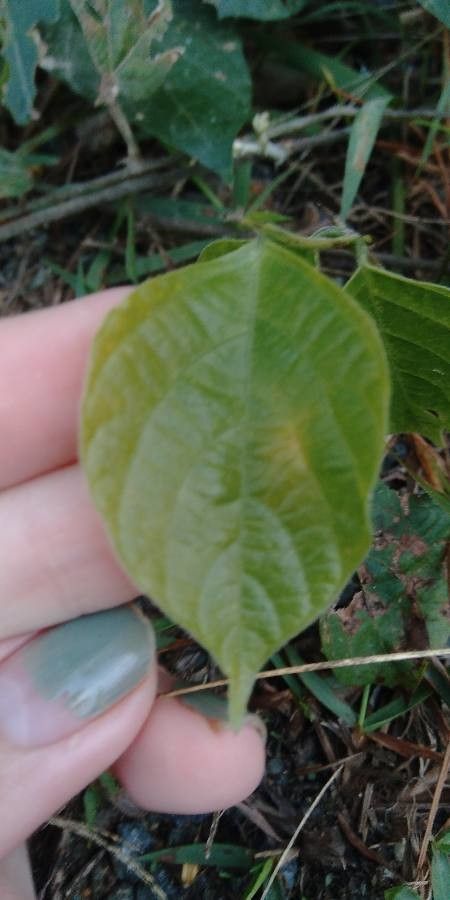 Centrosema plumieri — houseplant care guide