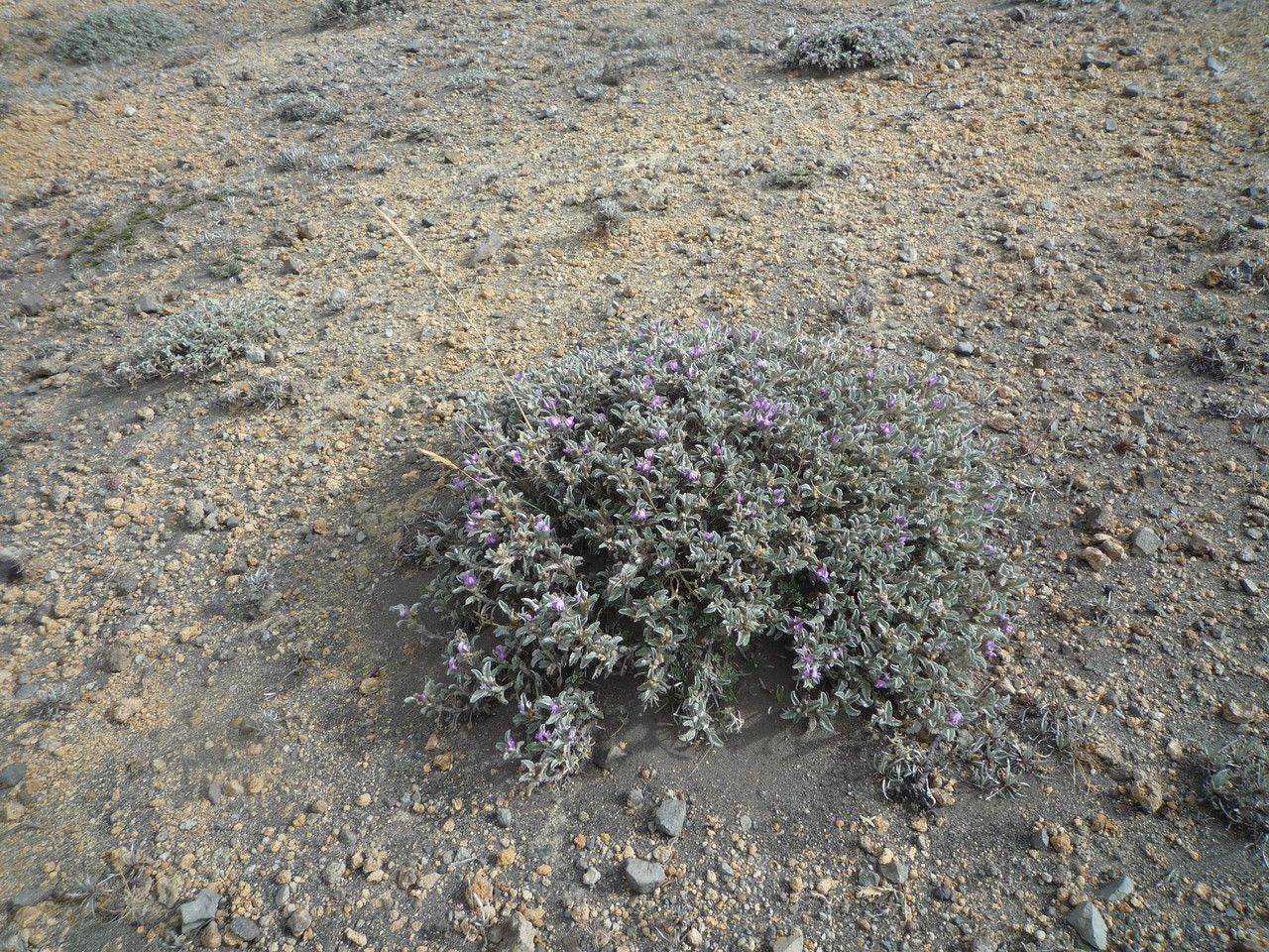 Astragalus geminiflorus habit