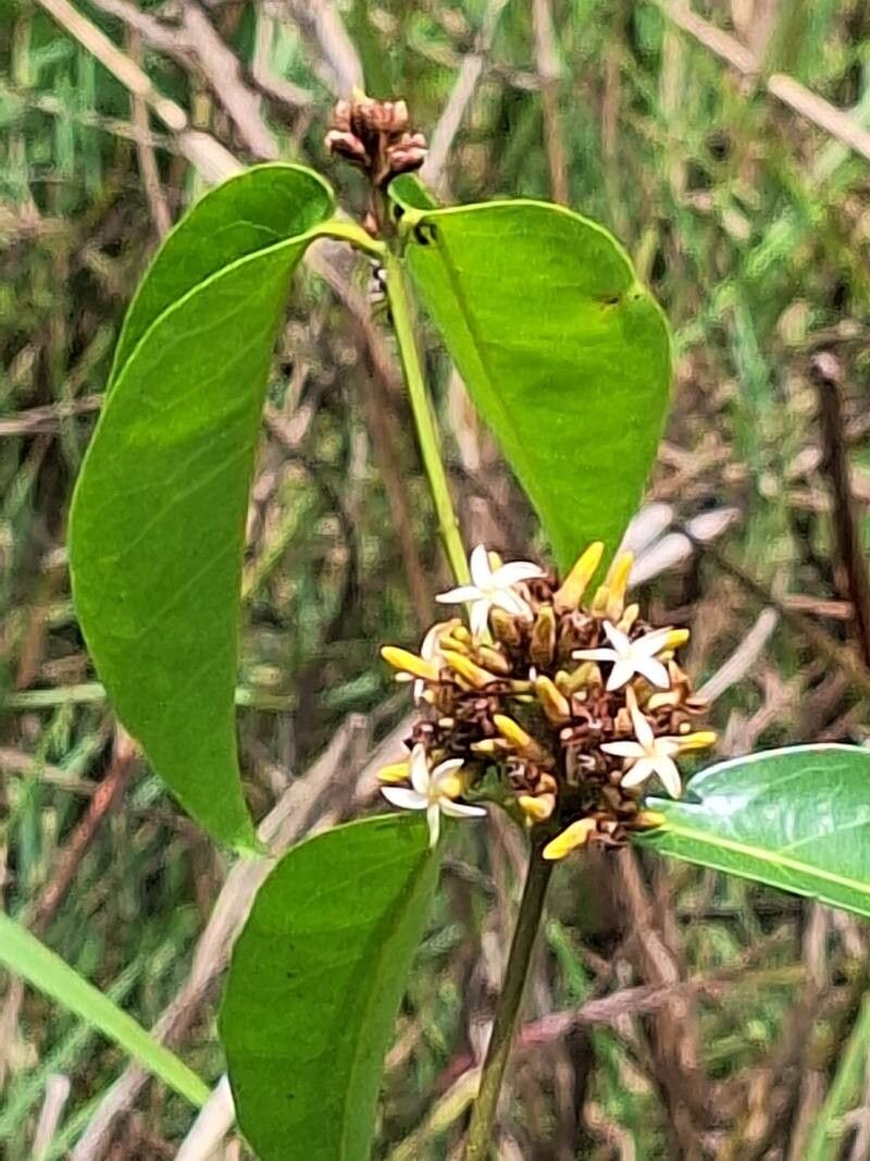 Landolphia camptoloba flower
