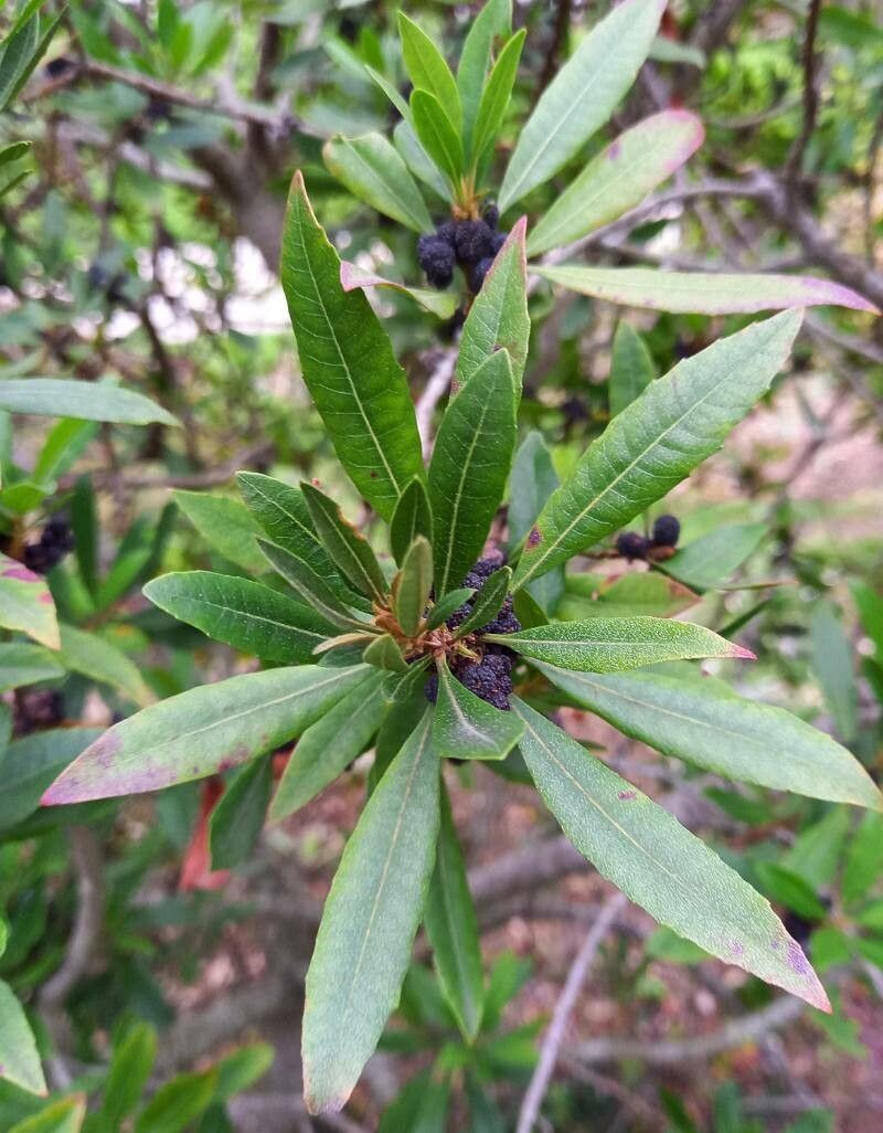 Myrica californica — related species from the same genus