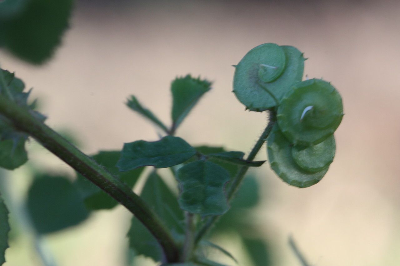 Medicago italica — houseplant care guide