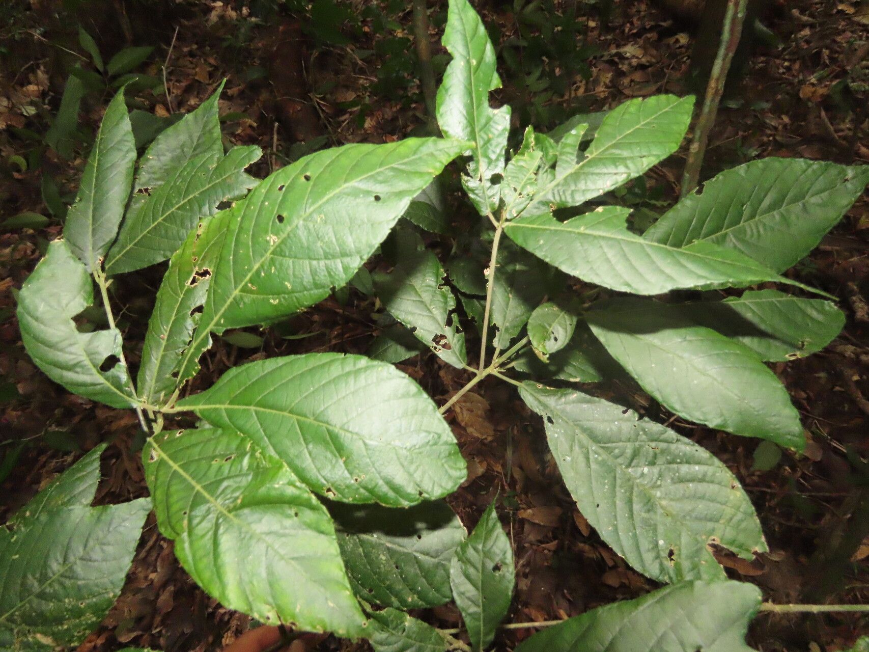 Acalypha apodanthes leaf