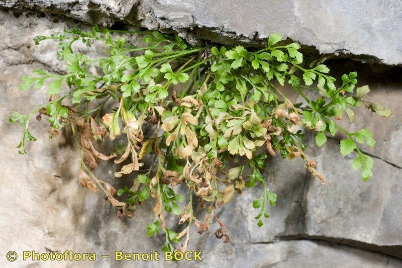 Asplenium x javorkae habit