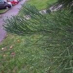 Sequoiadendron giganteum