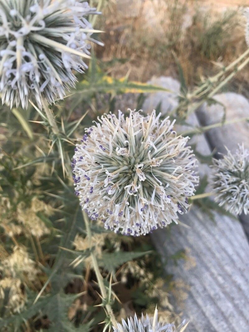 Echinops austroiranicus fruit