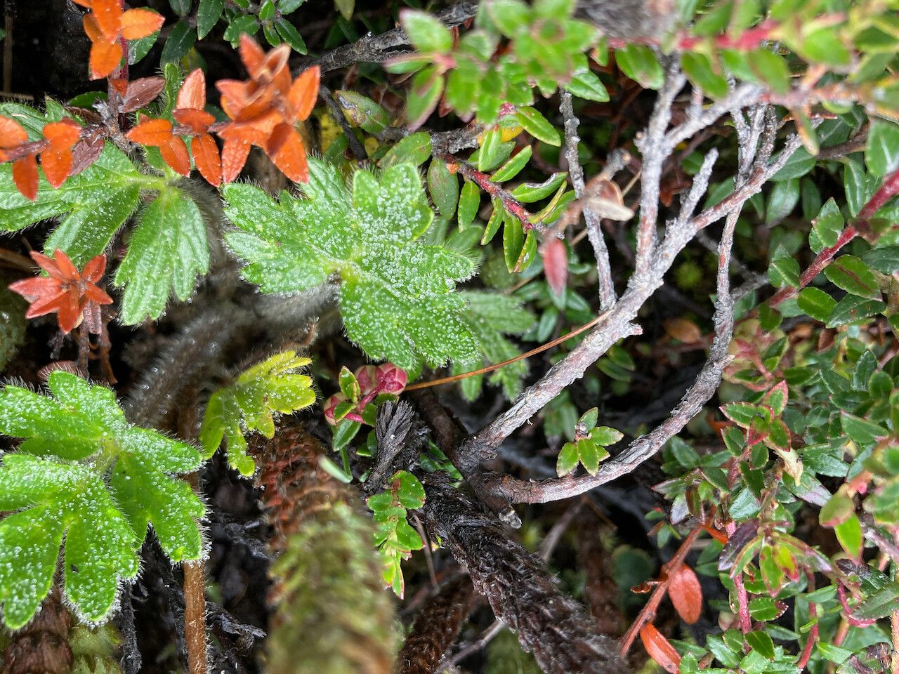 Ranunculus praemorsus leaf