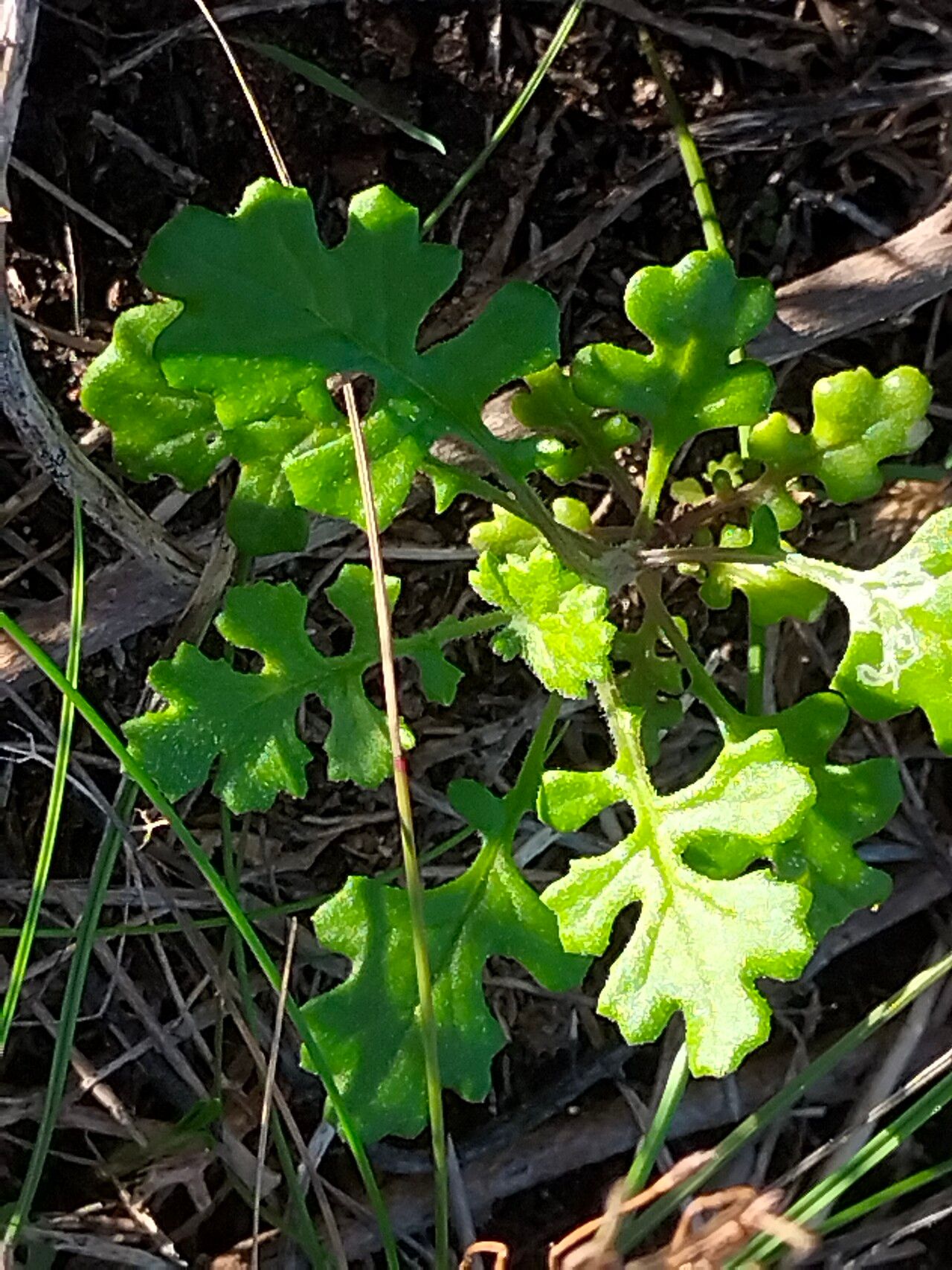 Senecio elegans leaf