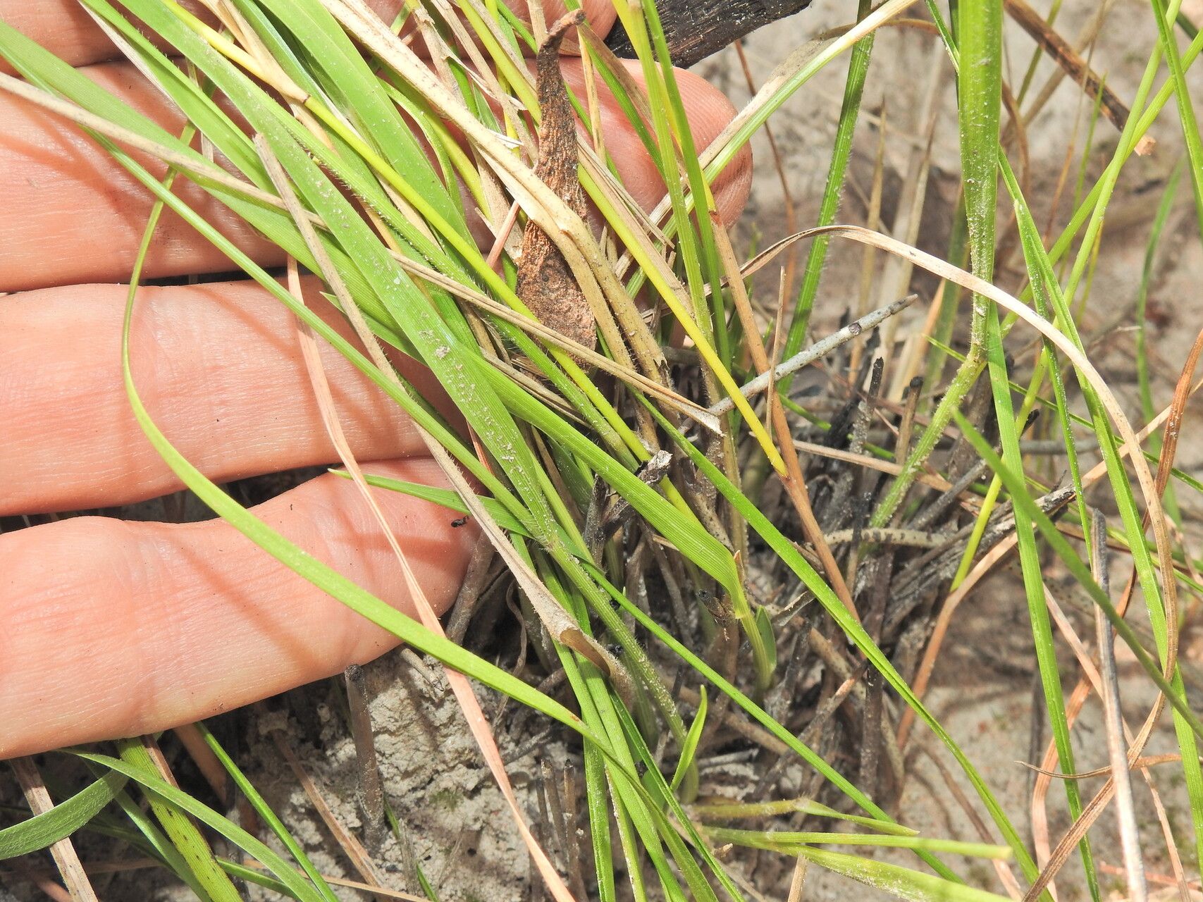 Panicum simile leaf