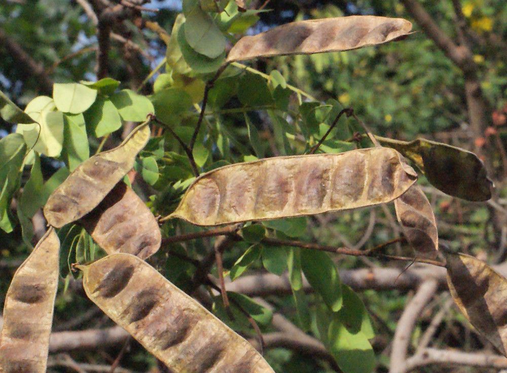 Senna surattensis fruit
