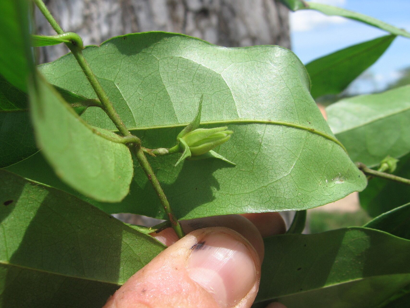 Artabotrys modestus — houseplant care guide