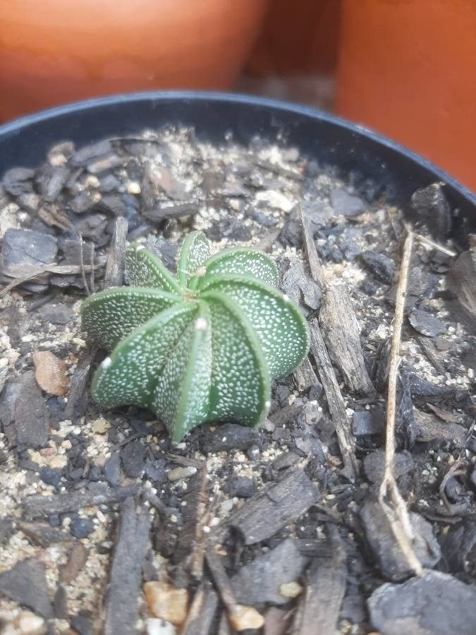 Astrophytum capricorne bark