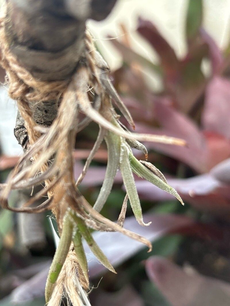 Tillandsia castellanii — houseplant care guide