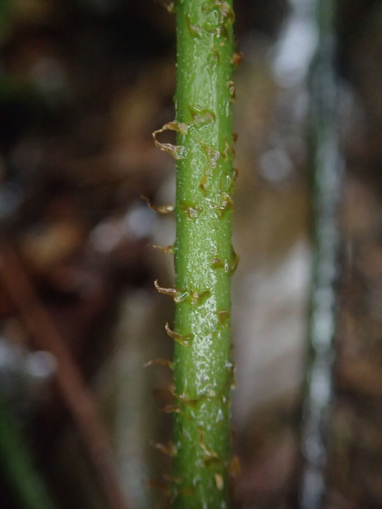 Diplazium nemorale leaf