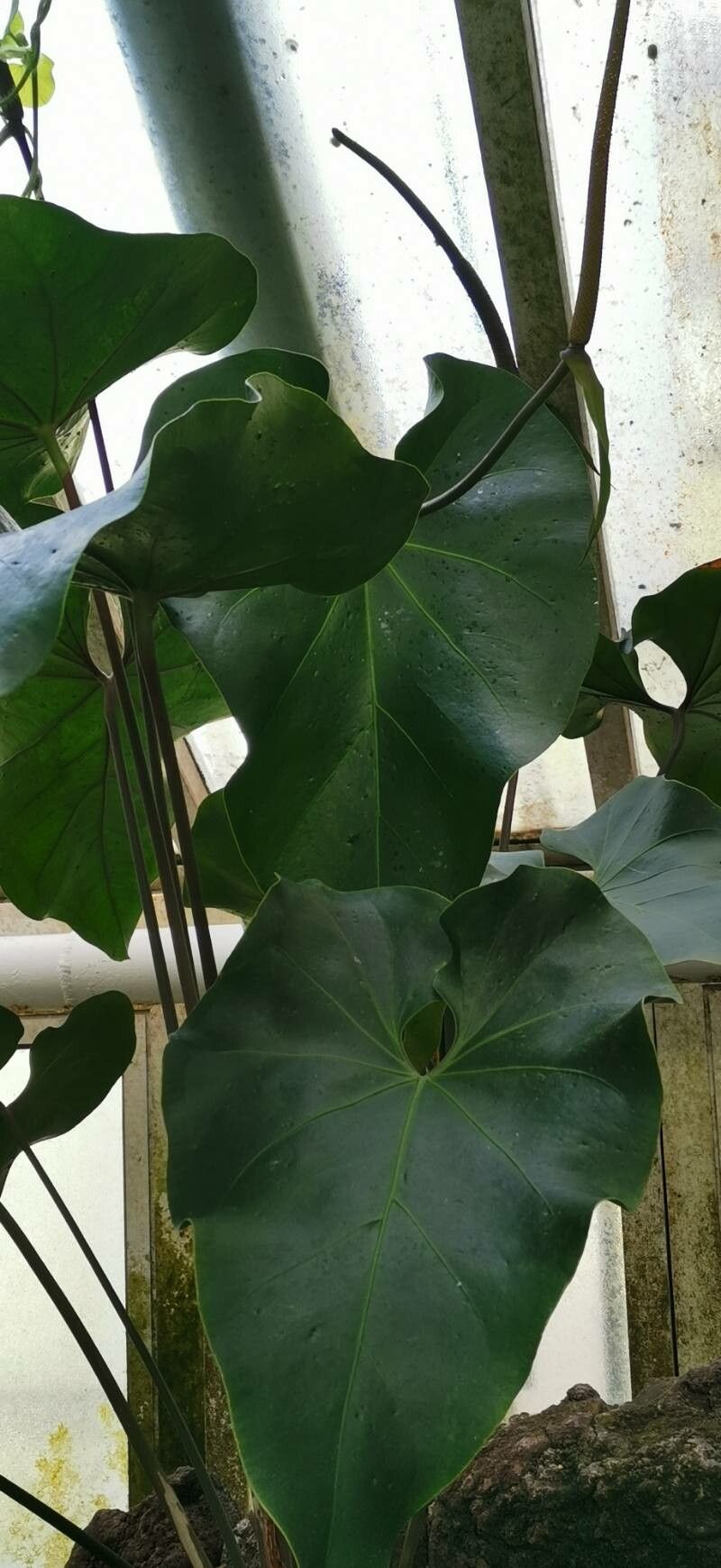 Anthurium sagittatum leaf