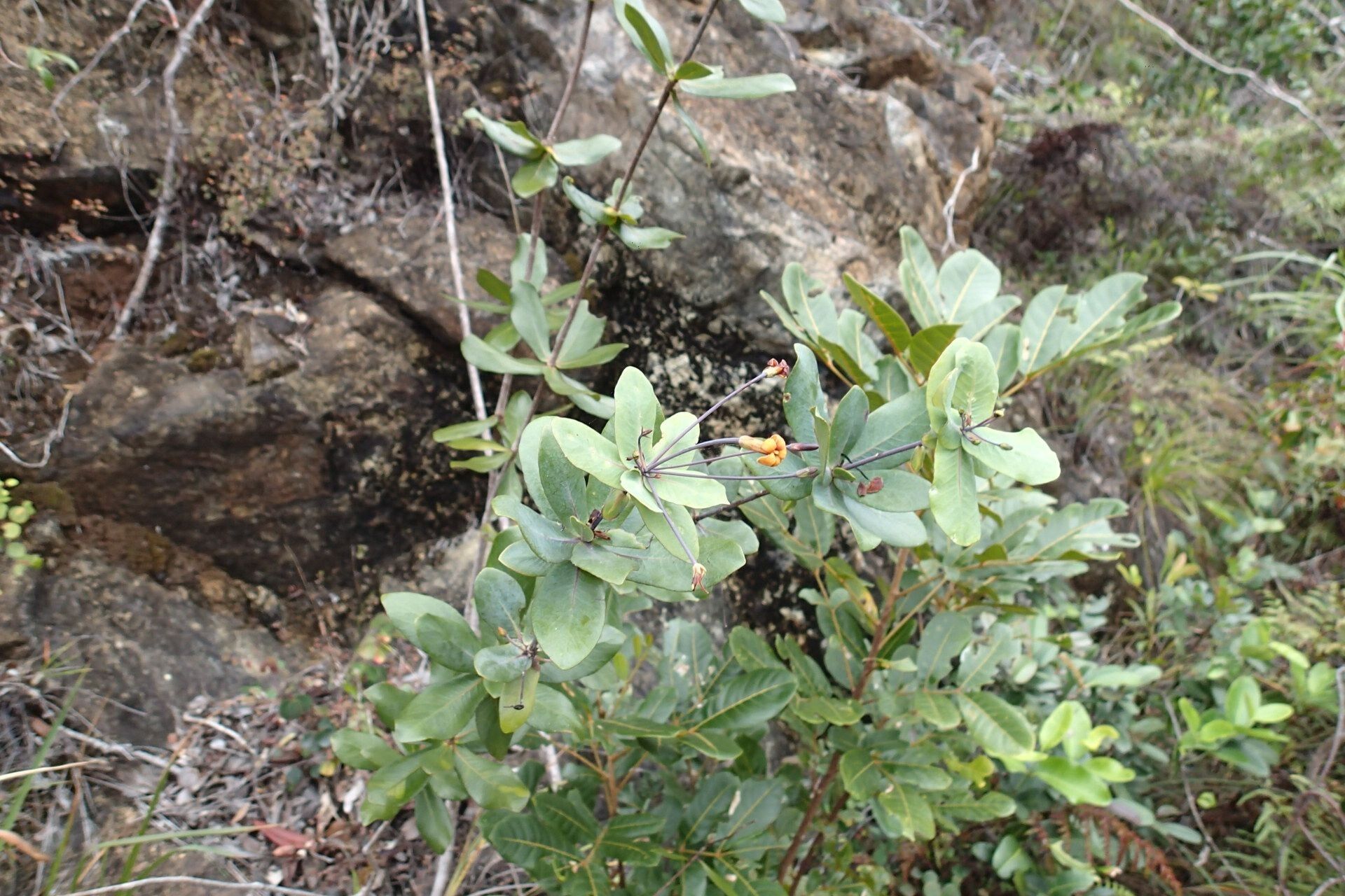 Pittosporum sessilifolium habit