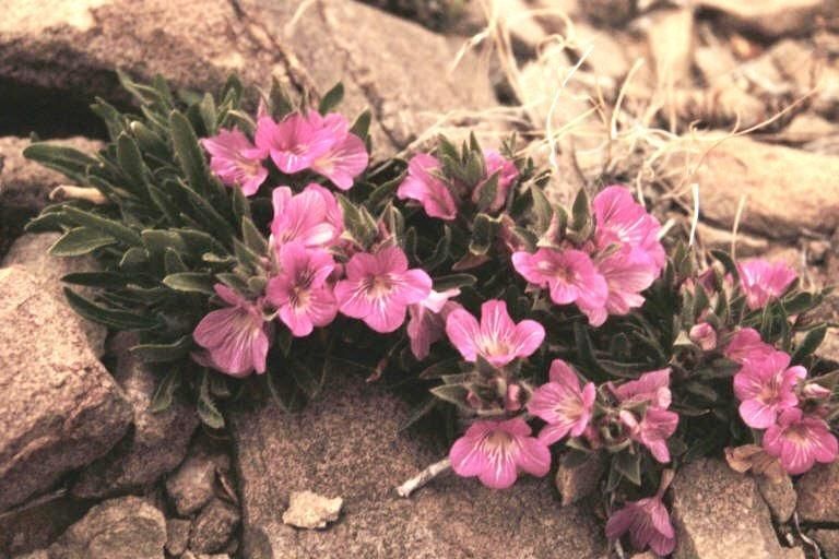Stenandrium barbatum flower
