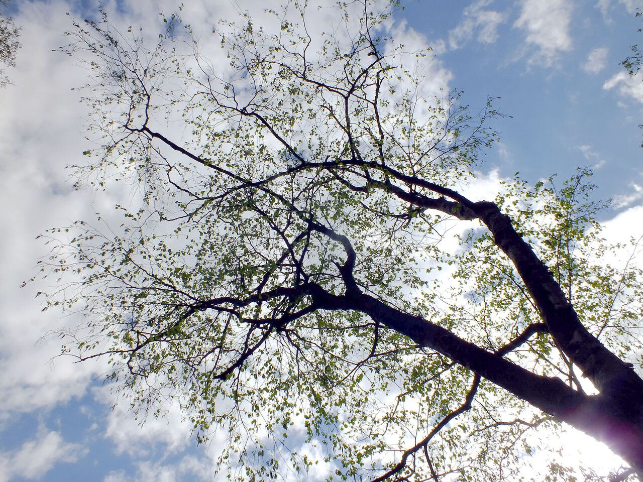 Betula celtiberica habit