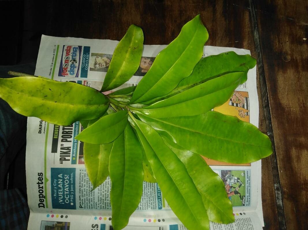 Rauvolfia aphlebia — related species from the same genus