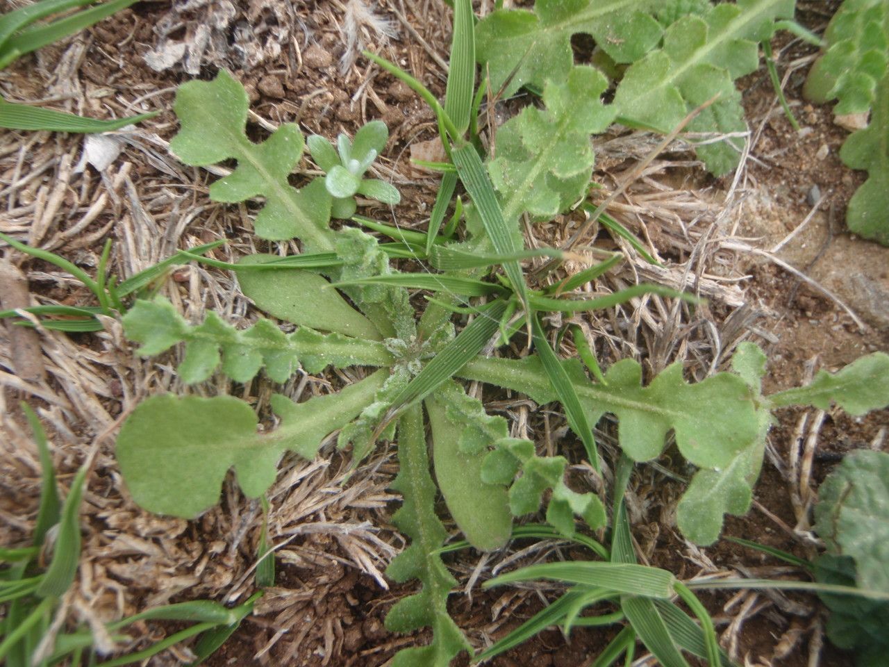 Hyoseris scabra habit