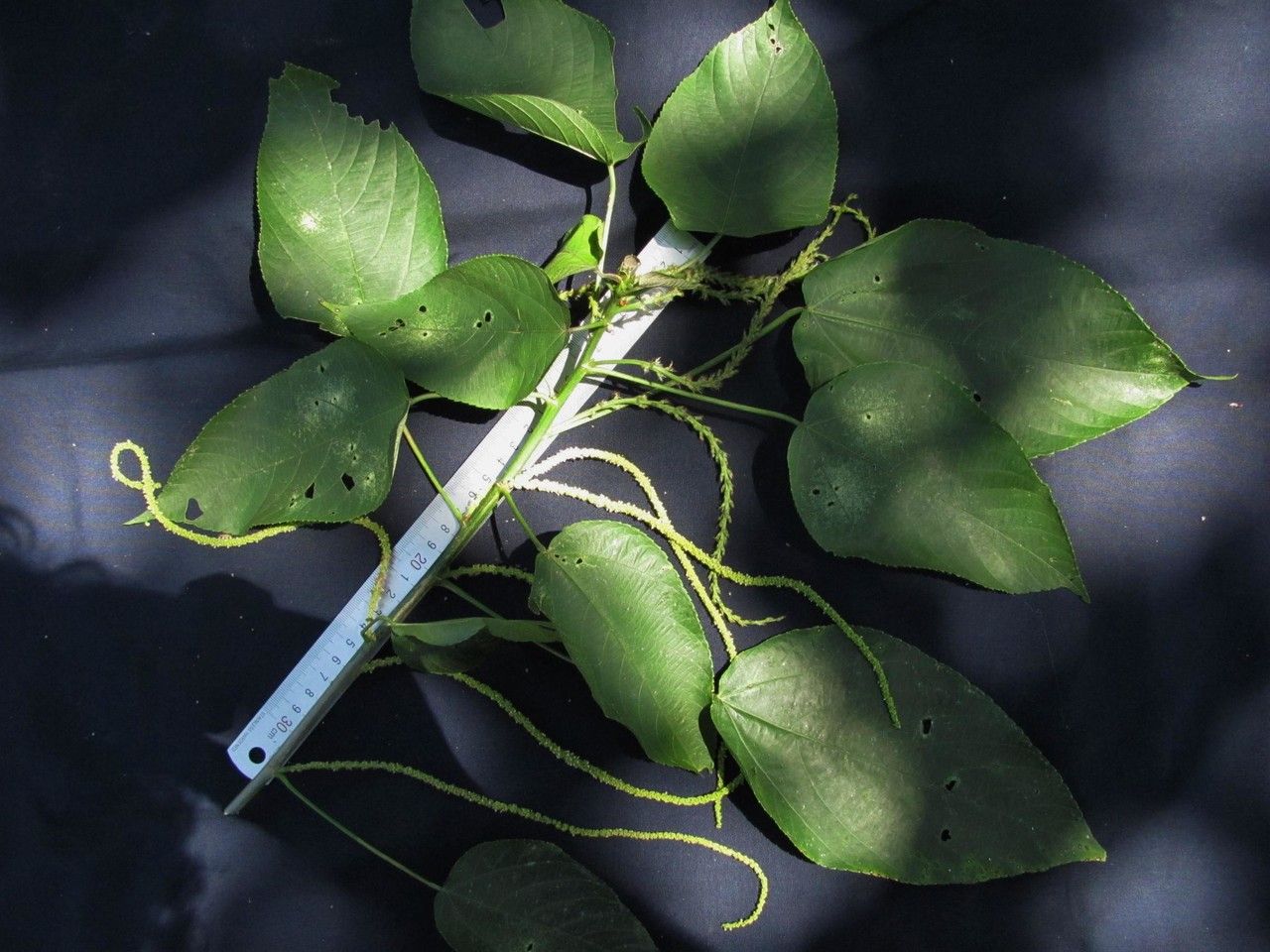 Acalypha radinostachya fruit