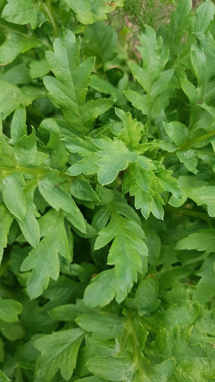 Papaver cambricum — search result for 'Papaver'