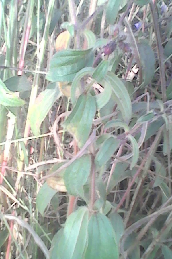 Dissotis princeps — houseplant care guide