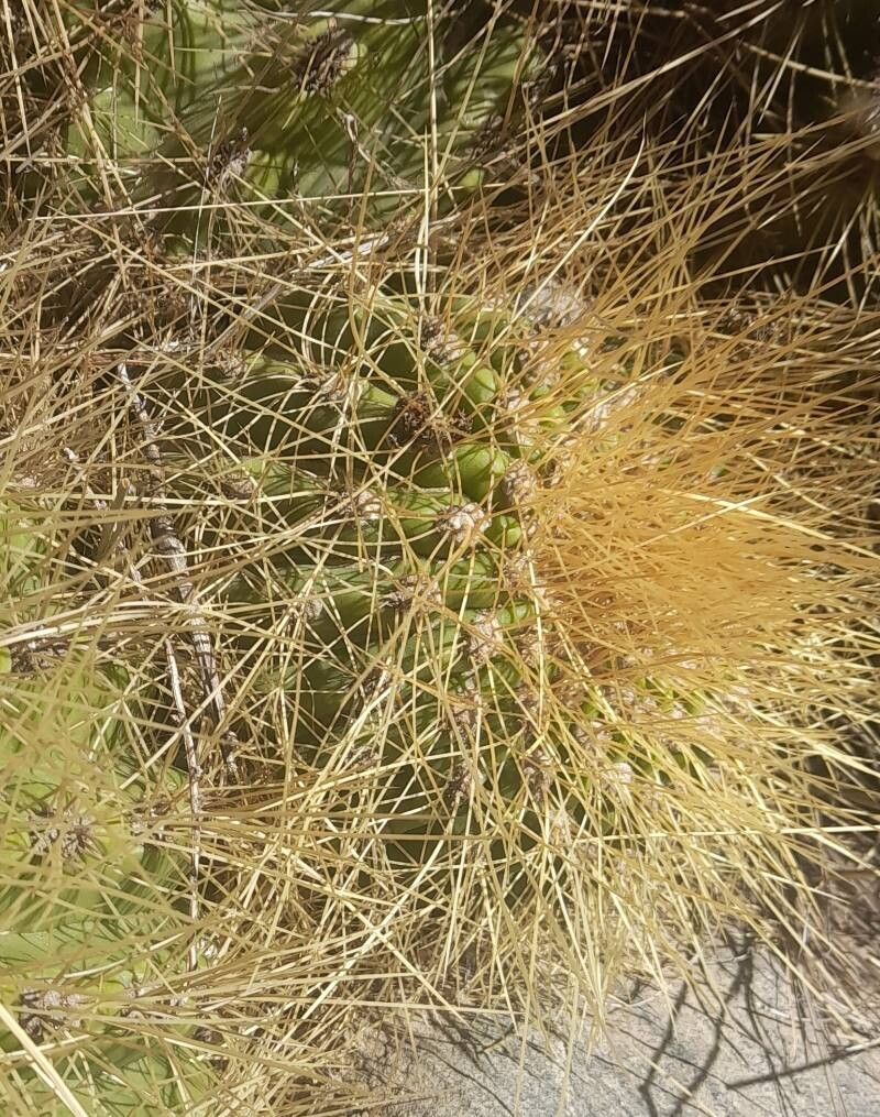 Soehrensia bruchii bark