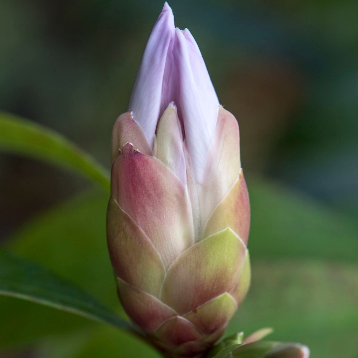 Rhododendron westlandii flower