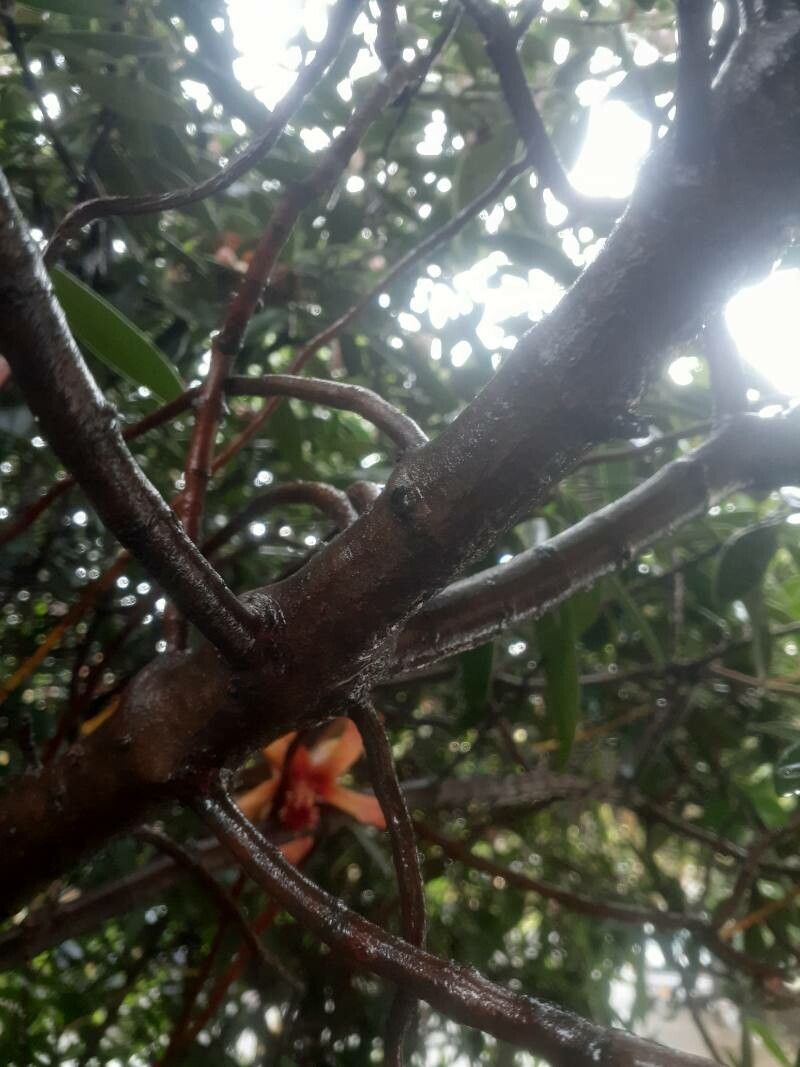 Clusia orthoneura bark