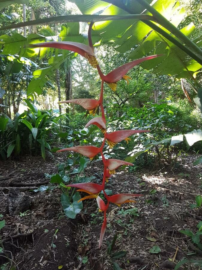 Heliconia metallica flower