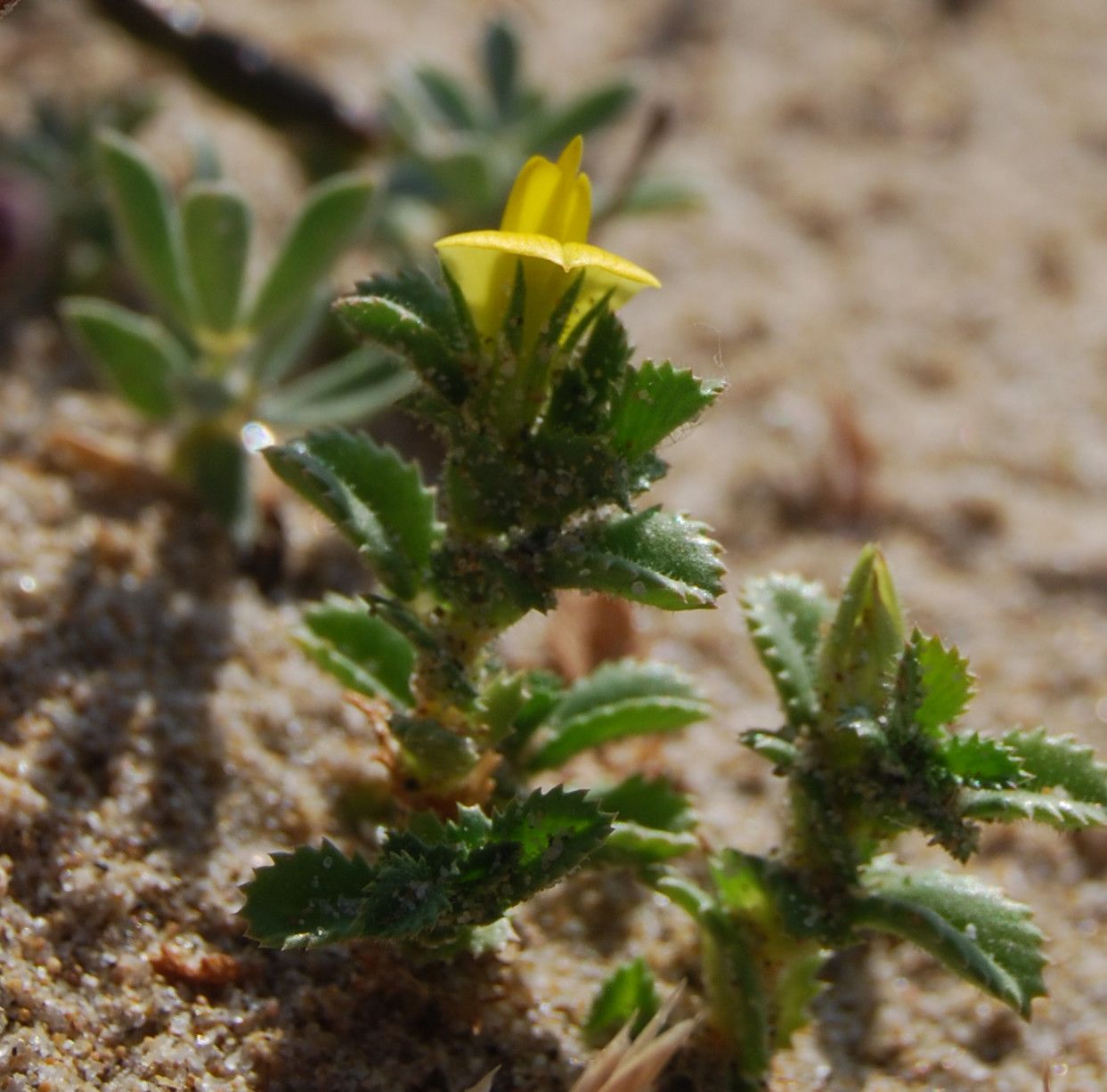 Ononis variegata flower