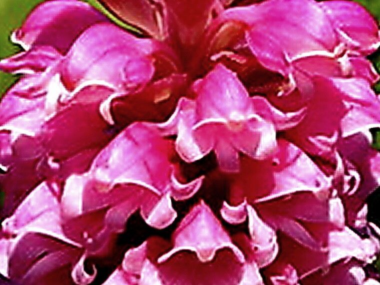 Satyrium carneum — houseplant care guide